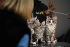 lexposition-feline-internationale