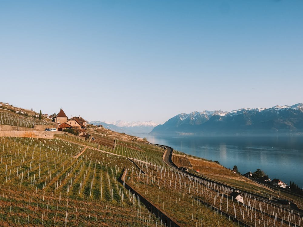 Terrasses viticoles de Lavaux surplombant le lac Léman avec les Alpes suisses en arrière-plan